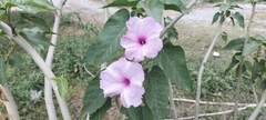 Ipomoea carnea fistulosa