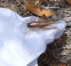 Gryllidae