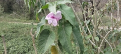 Ipomoea carnea fistulosa