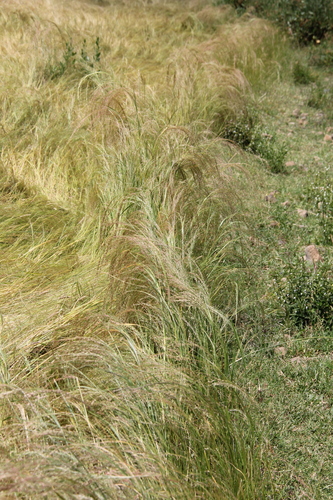 Eragrostis tef iNat (1)