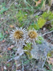 Carlina vulgaris