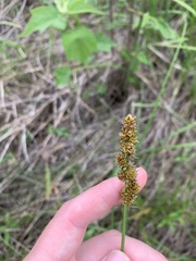 Carex triangularis
