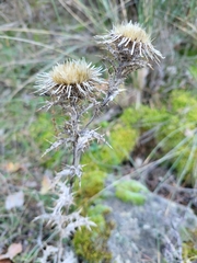 Carlina vulgaris