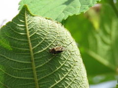 Eurystylus coelestialium