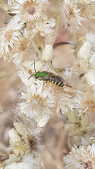 Agapostemon virescens