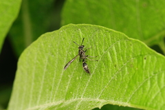 Polybia platycephala