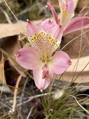 Alstroemeria