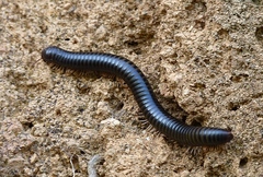 Archispirostreptus syriacus