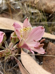 Alstroemeria