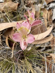 Alstroemeria