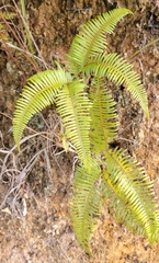 Dicranopteris pedata