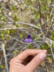 Conanthera trimaculata