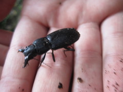 Plocamostethus planiusculus