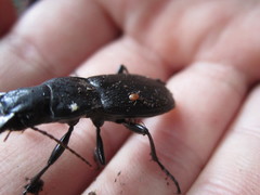 Berzercon ferdinandi