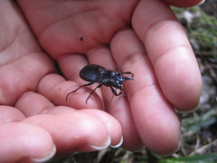 Plocamostethus planiusculus