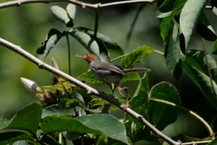 Orthotomus ruficeps