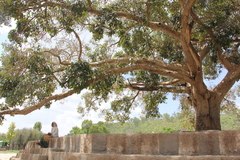 Ficus sycomorus