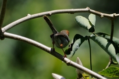 Orthotomus ruficeps