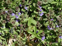 Glechoma hederacea