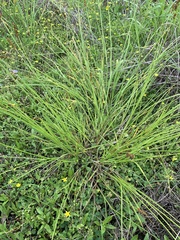 Carex triangularis