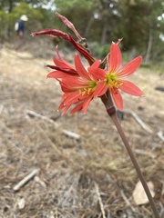Zephyranthes advena