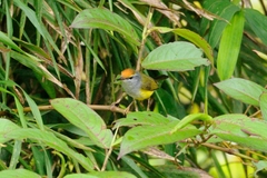 Phyllergates cucullatus