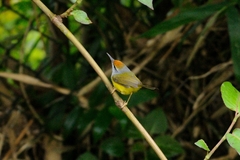 Phyllergates cucullatus