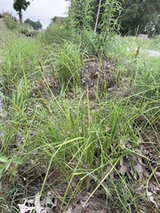 Carex vulpinoidea
