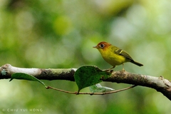 Phylloscopus montis