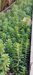 Sedum × luteoviride