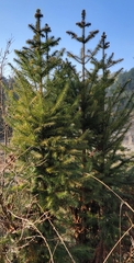 Cunninghamia lanceolata