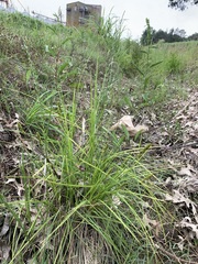 Carex vulpinoidea