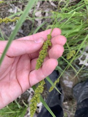 Carex vulpinoidea