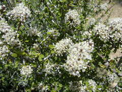 Ceanothus pauciflorus