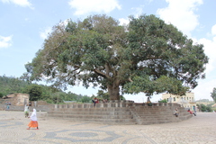 Ficus sycomorus
