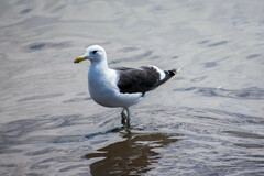 Larus dominicanus