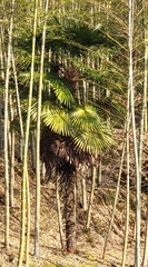 Trachycarpus