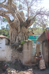 Ficus sycomorus
