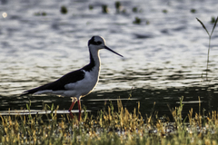 Himantopus mexicanus melanurus