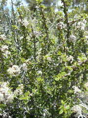 Ceanothus pauciflorus