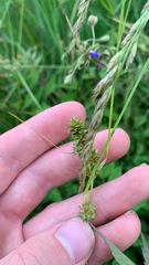 Carex arkansana