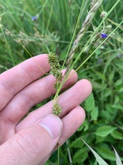 Carex arkansana
