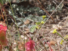 Euchloe grancanariensis