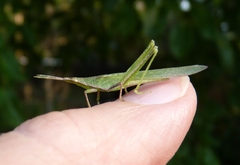 Atractomorpha sinensis
