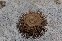 Medicago disciformis