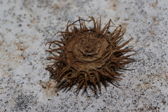 Medicago disciformis