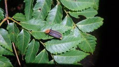 Pyrocoelia praetexta