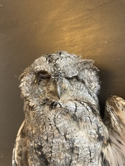 Otus scops scops