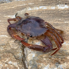 Charybdis smithii