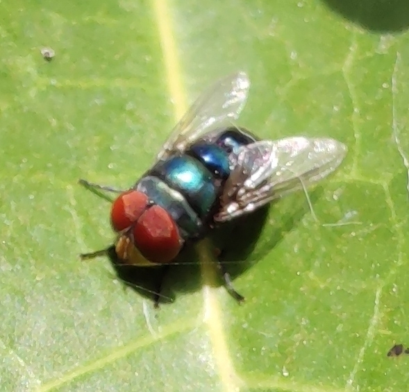 Chrysomya megacephala (Fabricius, 1794)